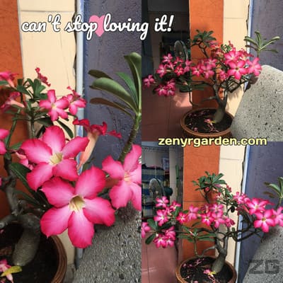 Adenium Obseum flowers